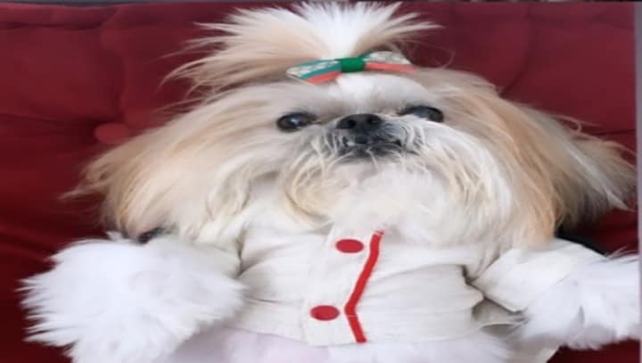 Playboy model Ju Isen makes pet dog heir to her $2 million property