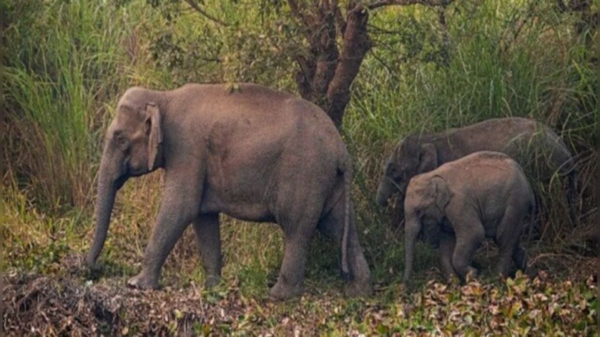 Watch: Netizens take a walk down memory lane with video of baby elephant refusing to sleep