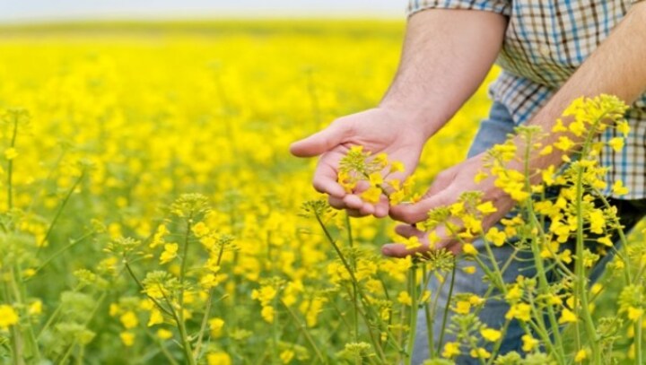 India's edible oil problem: Oilseeds, instead of palm oil, key to decrease import dependency