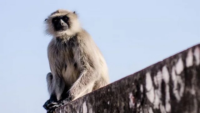 Karnataka langur, rescued from bar and addicted to liquor, passes away due to kidney-liver ailments Karnataka langur, rescued from bar and addicted to liquor, passes away due to kidney-liver ailments
