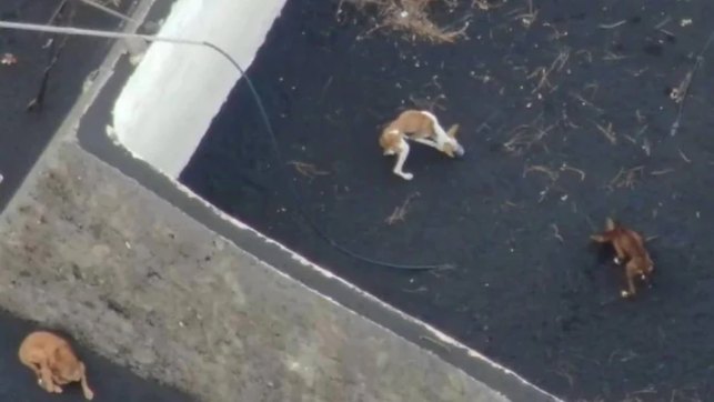 Who let the dogs out? Mystery disappearance grips Spain volcano isle Who let the dogs out? Mystery disappearance grips Spain volcano isle