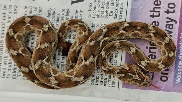 Venomous snake from India travels to England in a shipping container among rocks