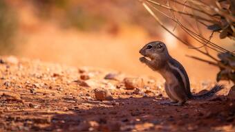 Aftermath of wildfires changes the habitat and can impact wildlife in both good and bad ways