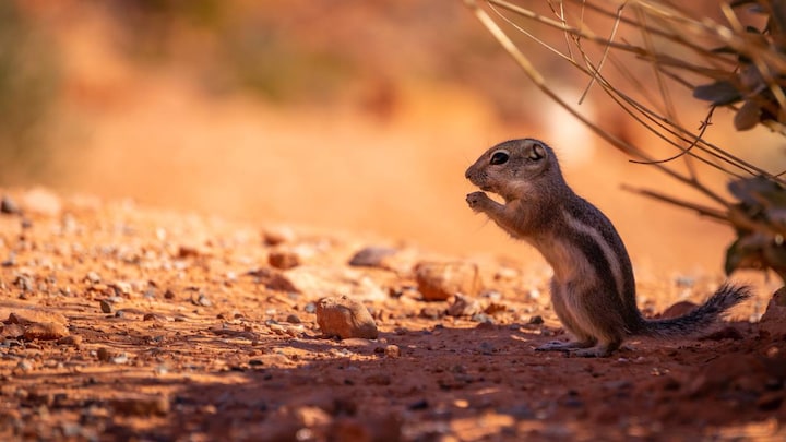 Aftermath of wildfires changes the habitat and can impact wildlife in both good and bad ways