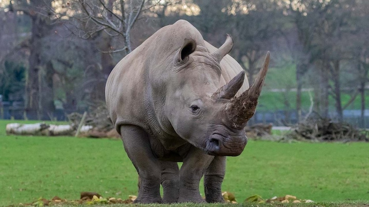 Toby, world's oldest southern white rhino, has died at the age of 54 in a zoo in Italy