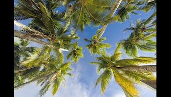 Belgian scientists claim breakthrough in cloning coconut trees; may help trees fight Lethal Yellowing Disease