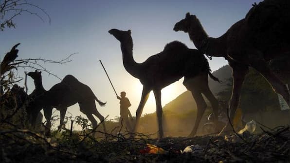 Viral: Man walks with camel and orders French fries at fast food drive-through
