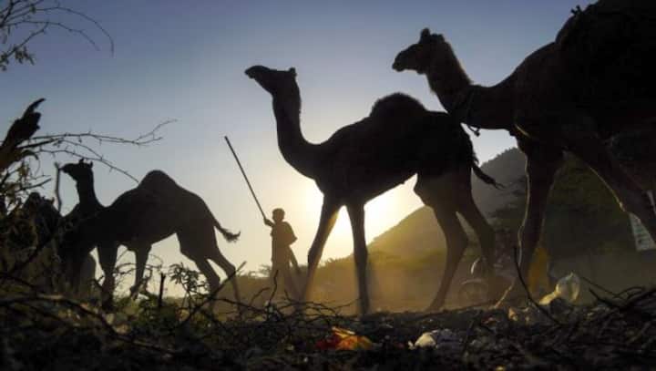 Viral: Man walks with camel and orders French fries at fast food drive-through