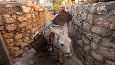 Street-cleaning donkeys in Turkey unwind with Beethoven