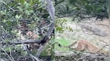 Watch: Chilling moment two California hikers came face to face with mountain lion