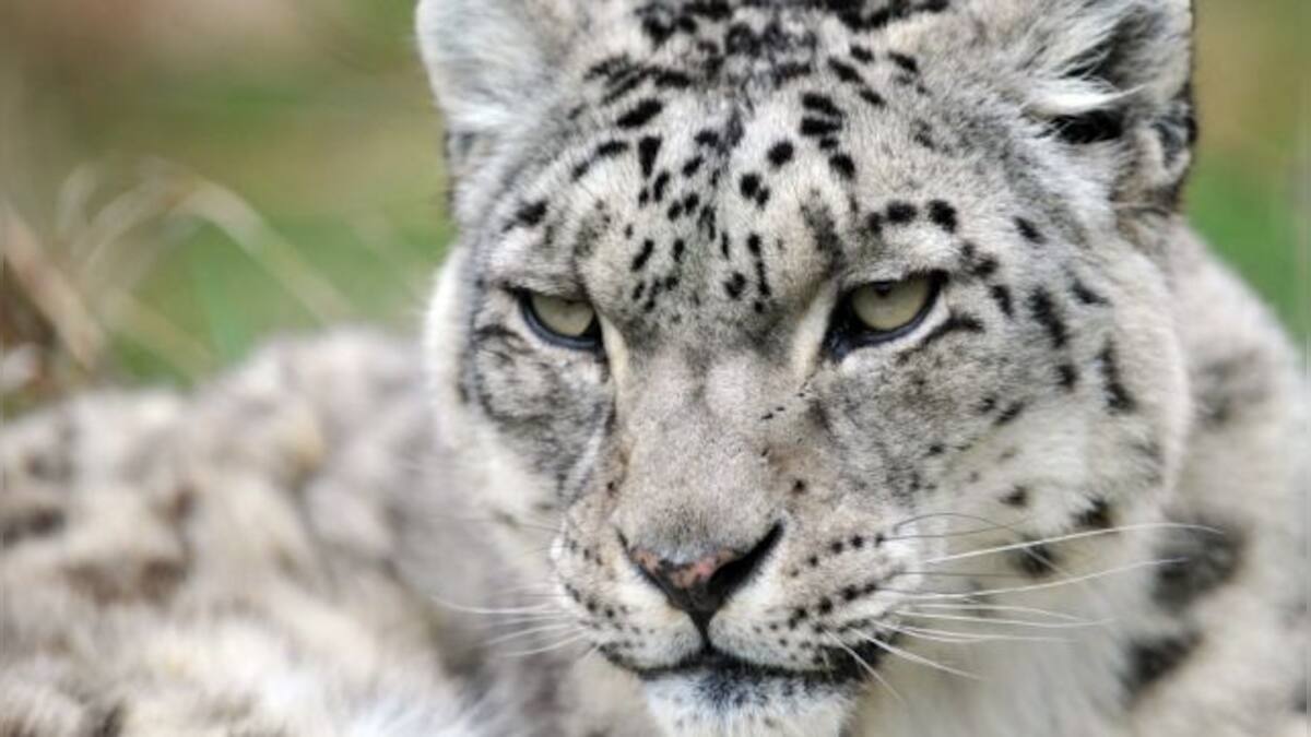 J&K launches first ever 48-member snow leopard population assessment
