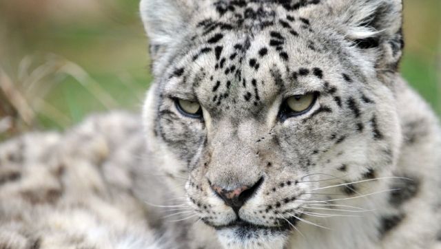 J&K launches first ever 48-member snow leopard population assessment expedition J&K launches first ever 48-member snow leopard population assessment expedition