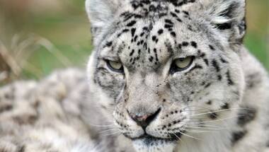 J&K launches first ever 48-member snow leopard population assessment expedition
