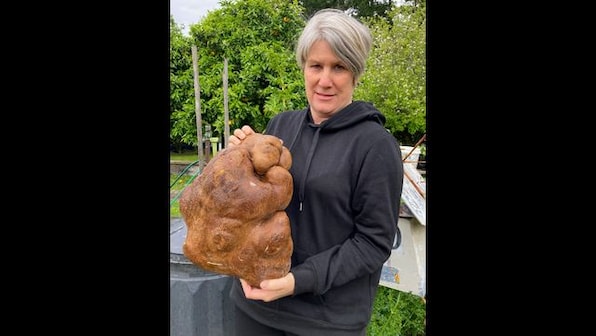 Doug the ugly New Zealand potato could be world's biggest