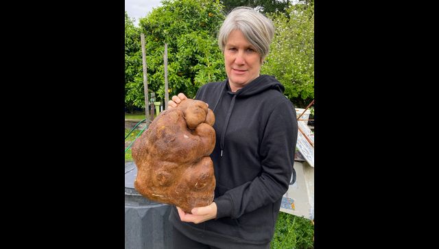 Doug the ugly New Zealand potato could be world's biggest Doug the ugly New Zealand potato could be world's biggest