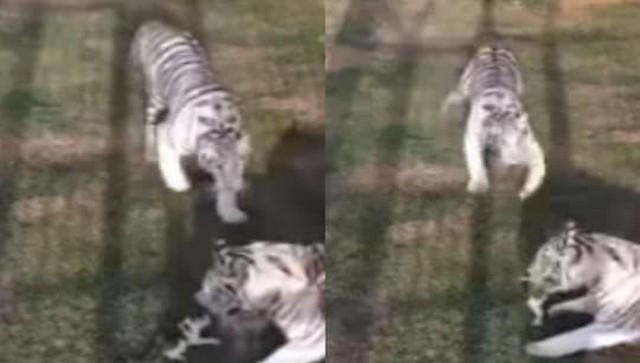 Watch: Dubai princess shares hair-raising video of tigers attacking kitten Watch: Dubai princess shares hair-raising video of tigers attacking kitten