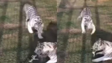 Watch: Dubai princess shares hair-raising video of tigers attacking kitten