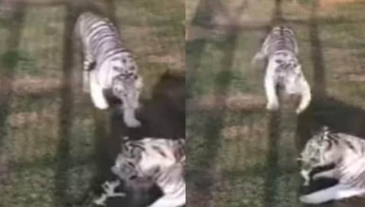Watch: Dubai princess shares hair-raising video of tigers attacking kitten