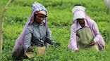 Exploited for generations, tea garden workers struggle for land rights in Darjeeling hills, Terai, and Dooars