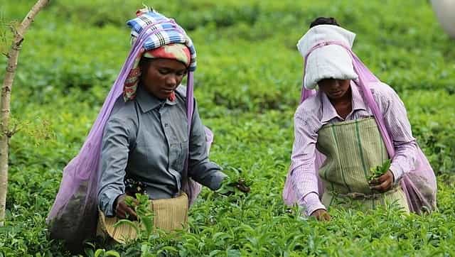 Exploited for generations, tea garden workers struggle for land rights in Darjeeling hills, Terai, and Dooars Exploited for generations, tea garden workers struggle for land rights in Darjeeling hills, Terai, and Dooars