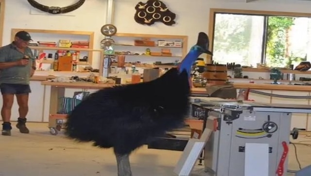 Australia: Carpenter gets visited by most dangerous bird in the world Australia: Carpenter gets visited by most dangerous bird in the world