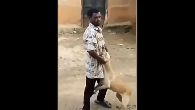 Man harasses dog and gets attacked by cow; social media calls it 'instant karma'; watch viral video here Man harasses dog and gets attacked by cow; social media calls it 'instant karma'; watch viral video here