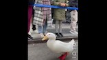 Watch: Video of duck participating in New York Marathon wearing red shoes goes viral