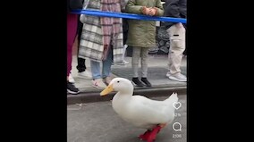 Watch: Video of duck participating in New York Marathon wearing red shoes goes viral