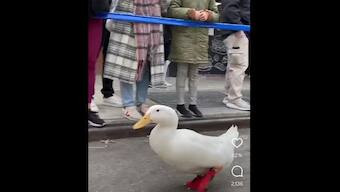 Watch: Video of duck participating in New York Marathon wearing red shoes goes viral
