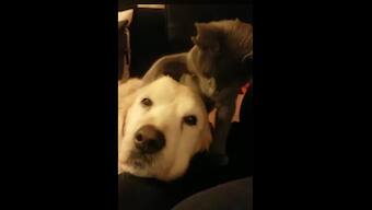 Turkey: Kitten with four ears becomes Instagram star; social media users amazed at adorable feline