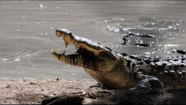 Watch: Woman scares off crocodile by using her slipper; video goes viral