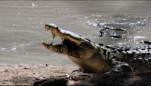 Watch: Woman scares off crocodile by using her slipper; video goes viral Watch: Woman scares off crocodile by using her slipper; video goes viral