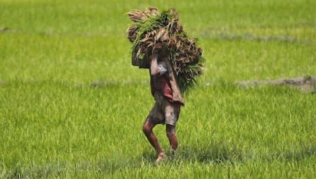 We should stop politicising India’s farm sector as its crisis is far more fundamental and deep-rooted We should stop politicising India’s farm sector as its crisis is far more fundamental and deep-rooted