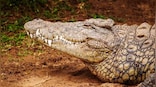 Crocodile impregnates herself in Costa Rican zoo, scientists stunned