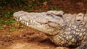 Crocodile impregnates herself in Costa Rican zoo, scientists stunned