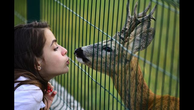 White-tailed deer a huge reservoir of SARS-CoV-2, the virus that causes COVID-19 White-tailed deer a huge reservoir of SARS-CoV-2, the virus that causes COVID-19