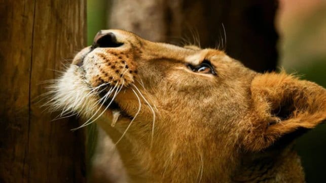 Manusia menakuti singa gunung dengan meniru aumannya, tonton video viral di sini