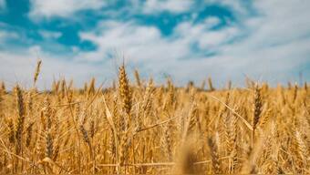 Climate change, shift in rainfall, temperature could impact crop production by 2030 finds NASA
