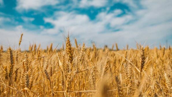 Climate change, shift in rainfall, temperature could impact crop production by 2030 finds NASA