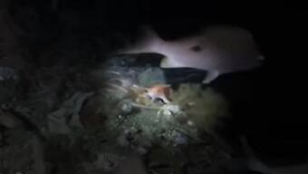 Rare pink handfish spotted in Australia for first time in decades: What you need to know