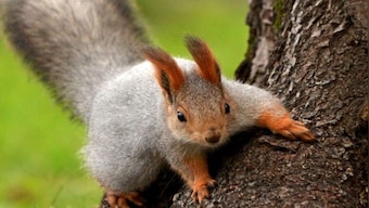 Watch | Man jogs with squirrels, leaves internet amazed; see video here