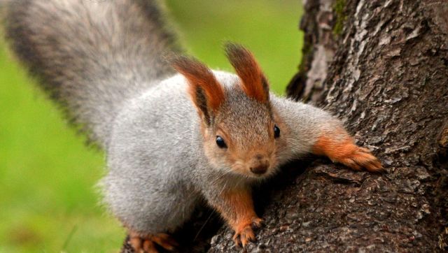 Watch | Man jogs with squirrels, leaves internet amazed; see video here Watch | Man jogs with squirrels, leaves internet amazed; see video here