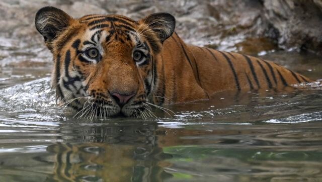 India sees record 126 tigers deaths in 2021: Why the big cat's future in the country appears shaky