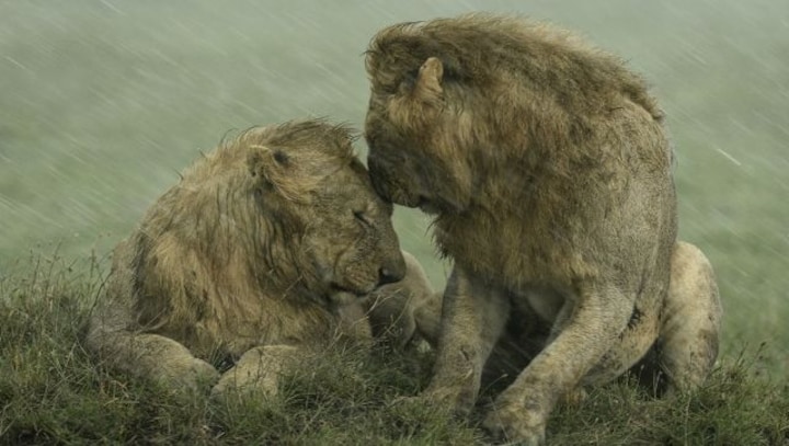 Loving lions and baby elephants: Images from Wildlife Photographer of the Year People's Choice Award show animals at their best