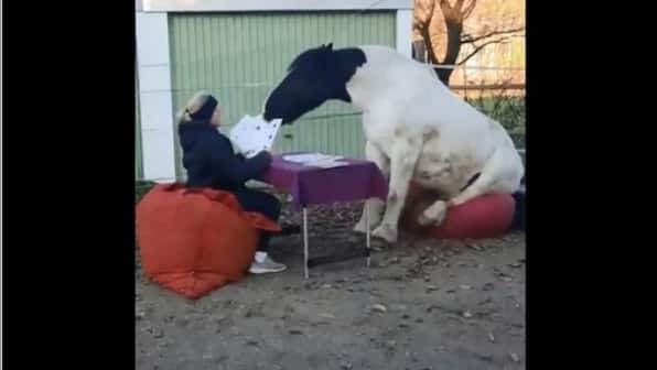 Watch| Horse sits on a bean bag and plays cards with woman; see wholesome clip here