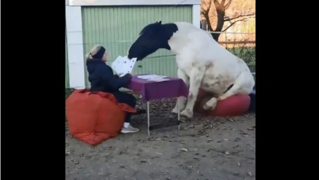 Watch| Horse sits on a bean bag and plays cards with woman; see wholesome clip here Watch| Horse sits on a bean bag and plays cards with woman; see wholesome clip here