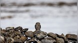 When conservation provides wildlife a new lease of life and gives locals new livelihood options