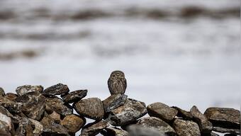 When conservation provides wildlife a new lease of life and gives locals new livelihood options