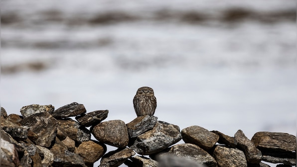 When conservation provides wildlife a new lease of life and gives locals new livelihood options