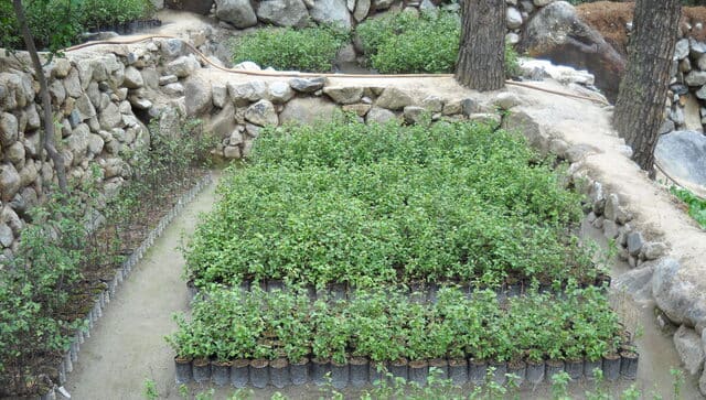Harshwanti Bisht’s Himalayan birch nursery at Chirbasa near Gangotri